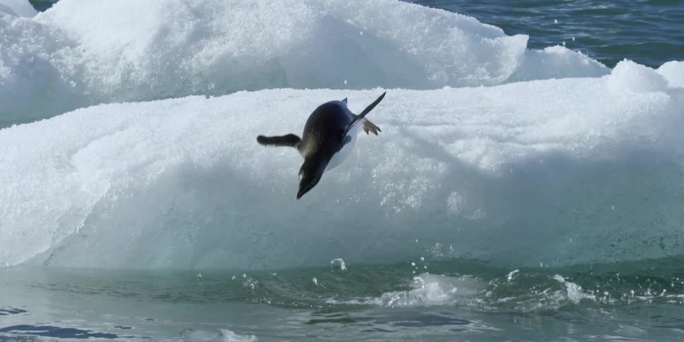 Penguins dive off ice into the water
