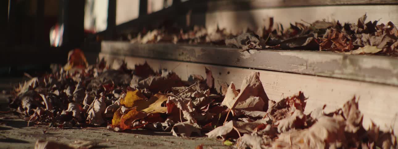 Sunlight reflects off wooden steps covered in dried leaves