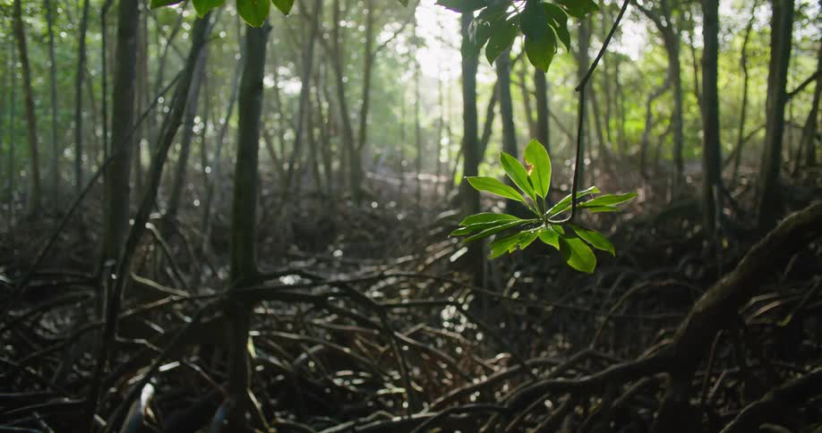 Mass of tangled roots and other undergrowth cover ground under trees on sunny day