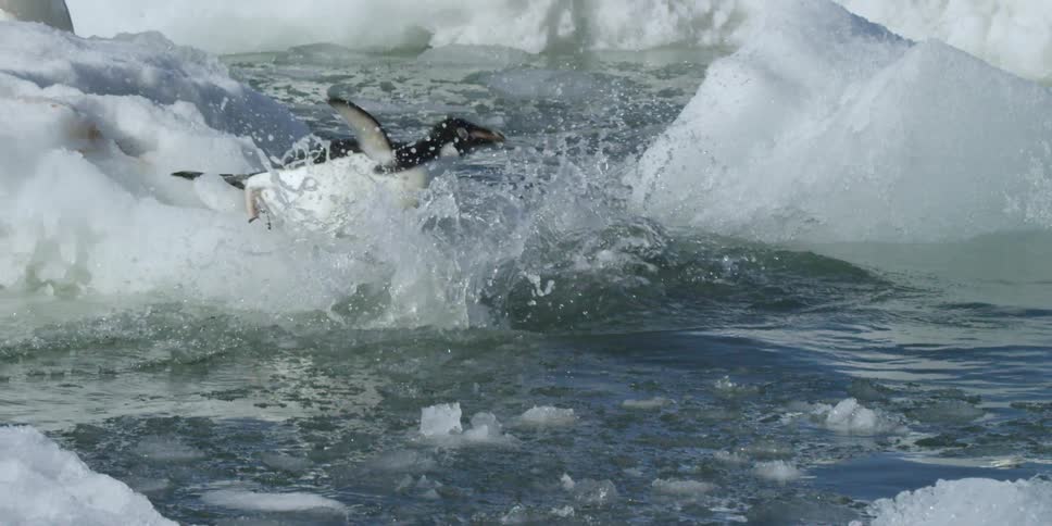 Penguins jump off ice and dive into the water