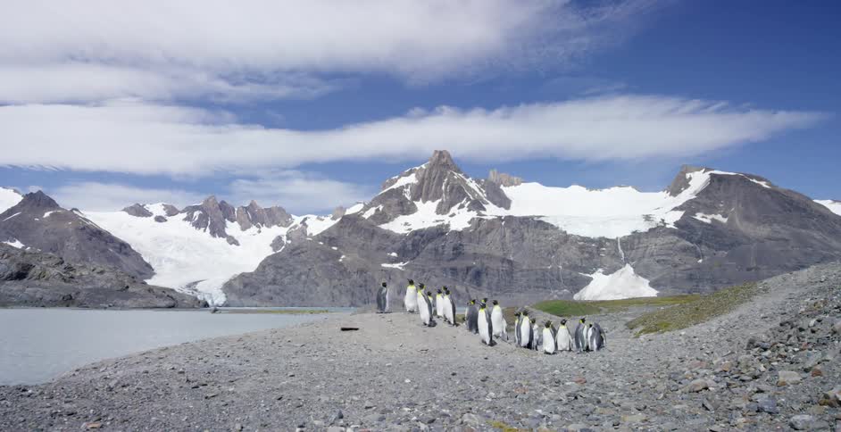 A group of penguins stand on rocks