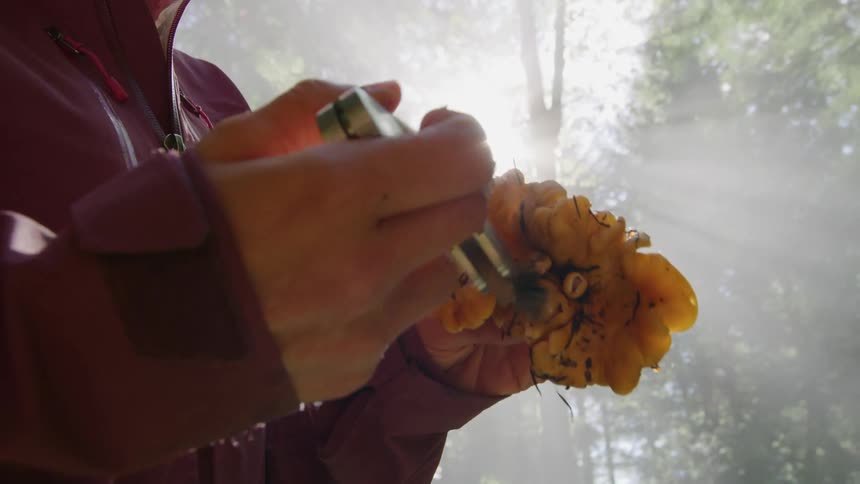 Backlit shot of a woman in a plum colored jacket brushing pine needles from a freshly harvested mushroom deep in old growth forests of Oregon and Washington State
