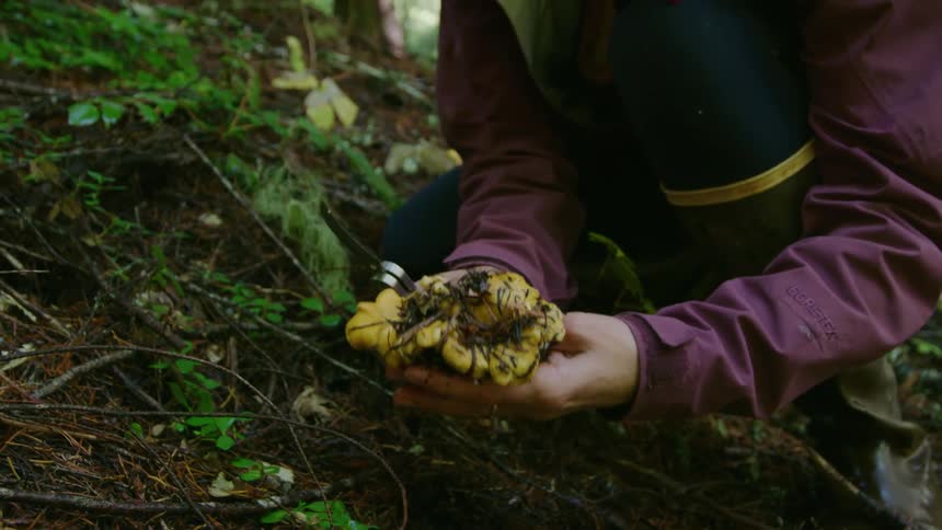 A working professional woman cuts a Chanterelle mushroom from the ground and shows it while smiling to the camera