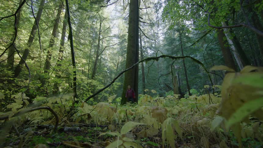 Woman with plum rain jacket and black pants walks past the camera in a super wide shot showing a vast old growth forest with beautiful trees