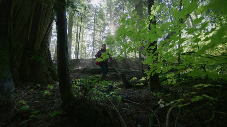 Real time shot of a woman wearing a plum colored rain coat and knee high boots searches for mushrooms deep in old growth forest