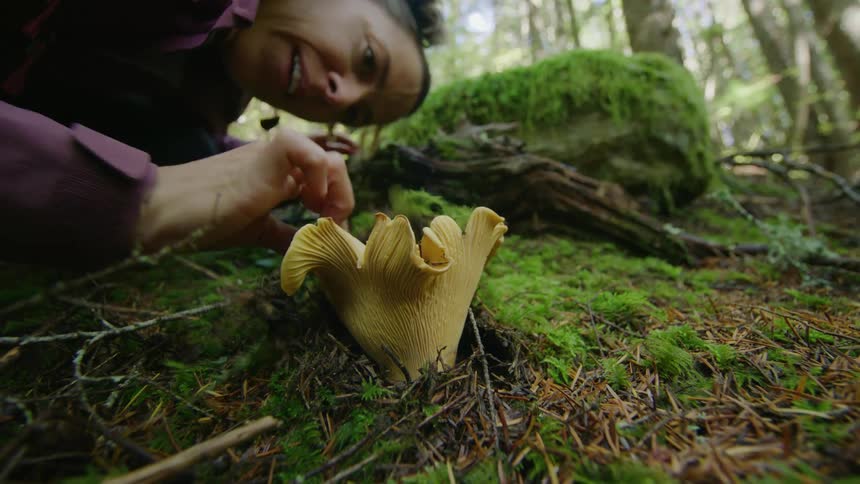 A female mycologist brushes moss and pine needles away from a chanterelle mushroom deep in the woods on a sunny and crisp autumn day