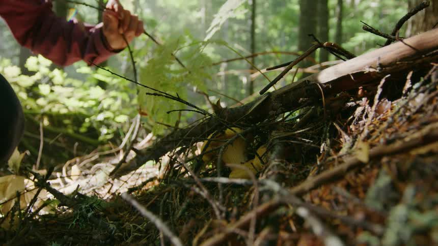A woman in a plum colored rain jacket wearing a wedding ring is picking chanterelle mushrooms in the forest kneels on the ground revealing the mushroom behind branches