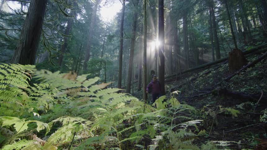 Sun shines through forest trees as middle aged female hiker walks past ferns on bottom of slope