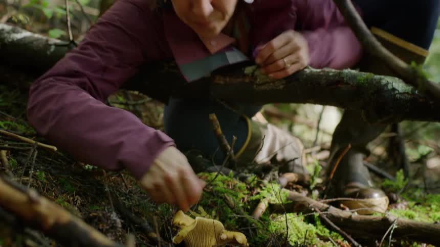 Woman wearing water proof boots and jacket crouches on slope in forest harvesting mushrooms