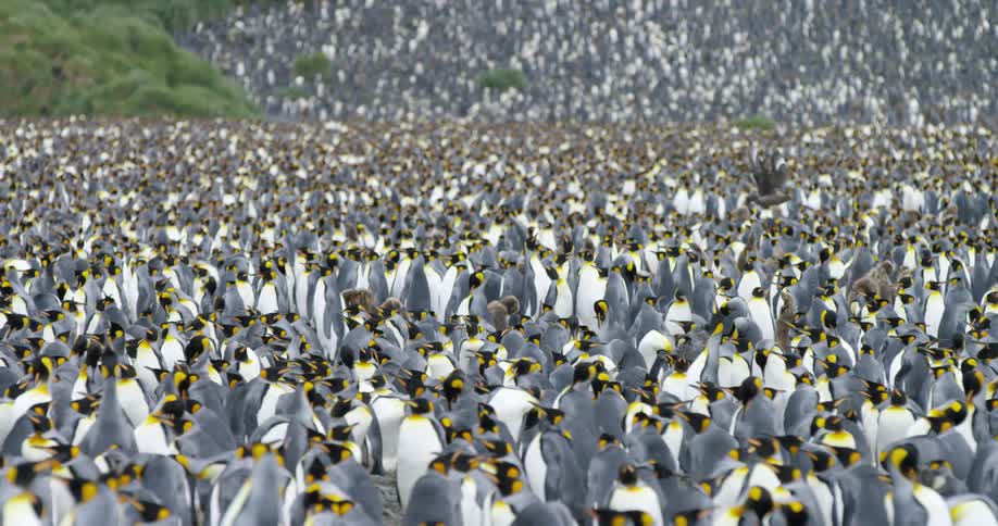 Huge colony of standing penguins