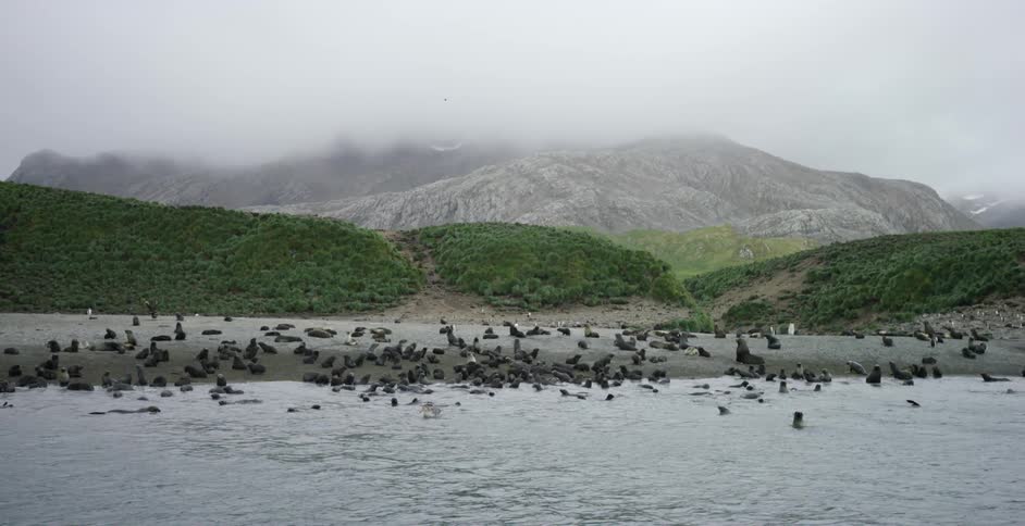 A large number of seals lounge on beach or swim in water