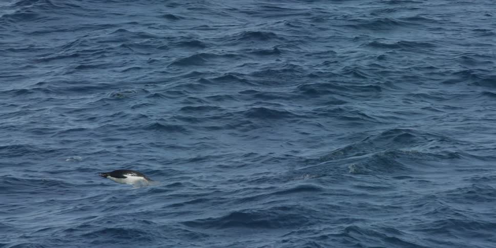 Penguins are diving in and out of the water below