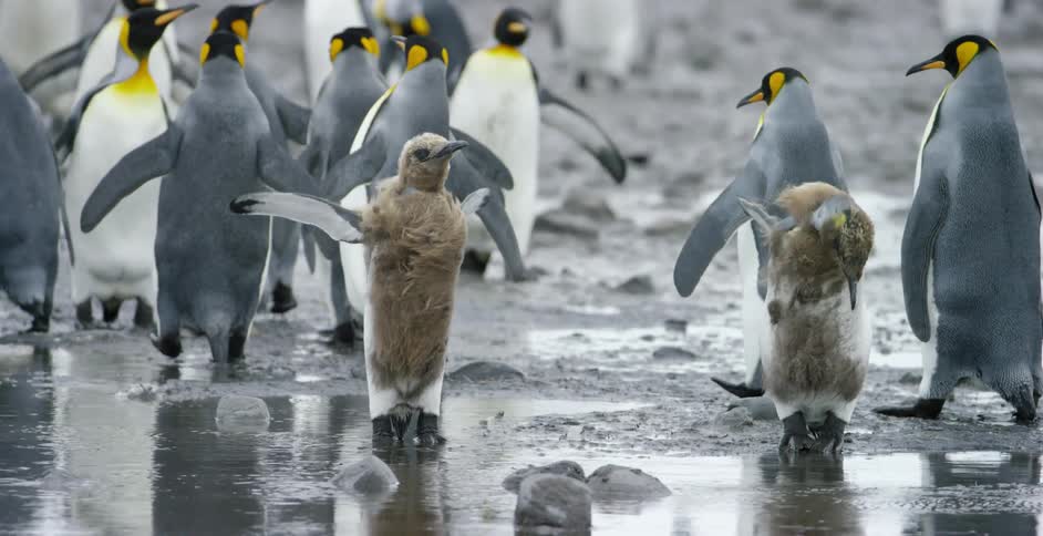 Penguins flap their wings and walk in the water and ice