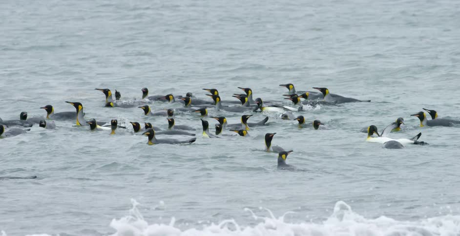 A flock of penguins in gray water