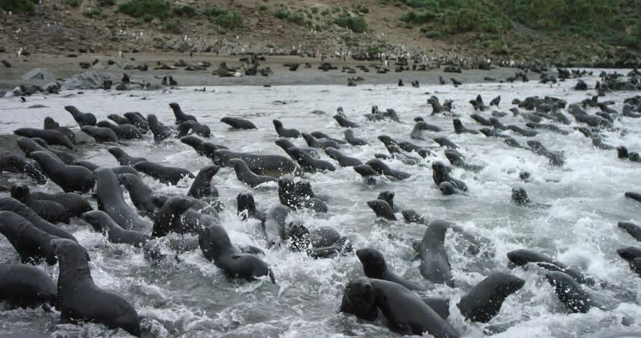 A group of sea lions splash through the water towards shore