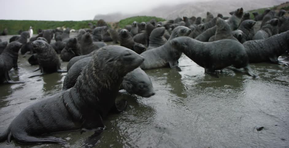 A herd of seals wade in shallow water