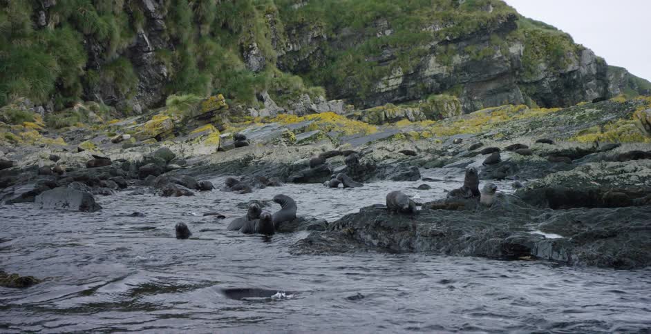 Seals are in the water and rocks near the shore