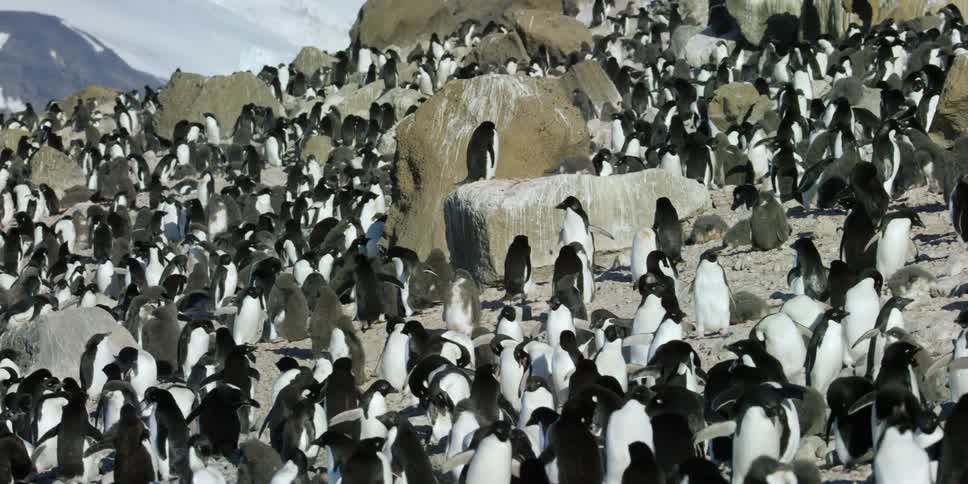 Large gathering of penguins on shore