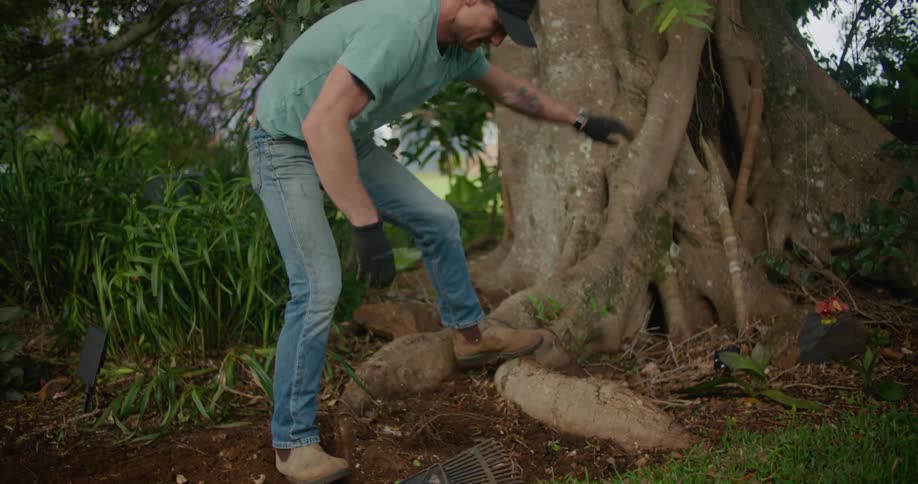 A man strains as he pulls up roots near a tree and the grass edge of a yard
