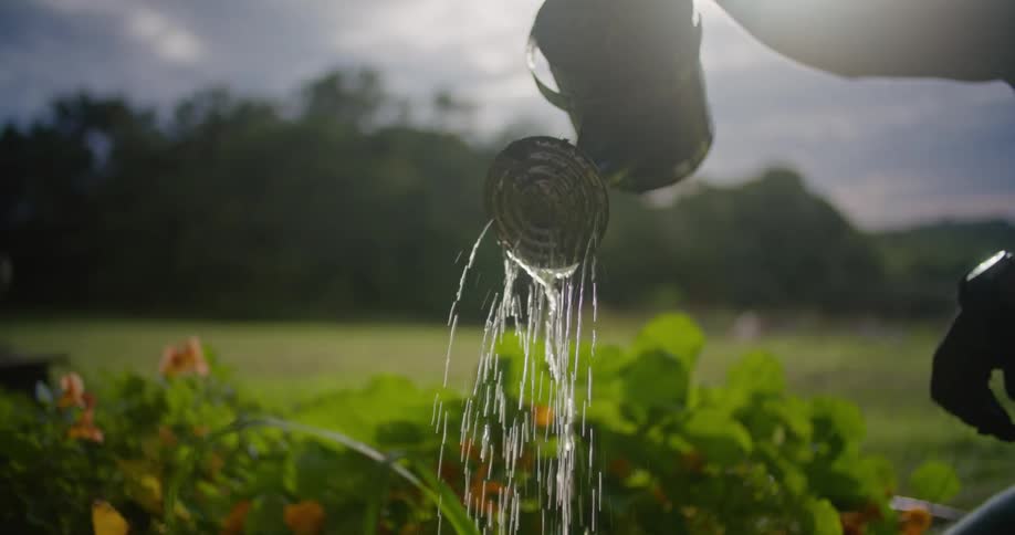 Man crouches watering plants near field with watering can on sunny day