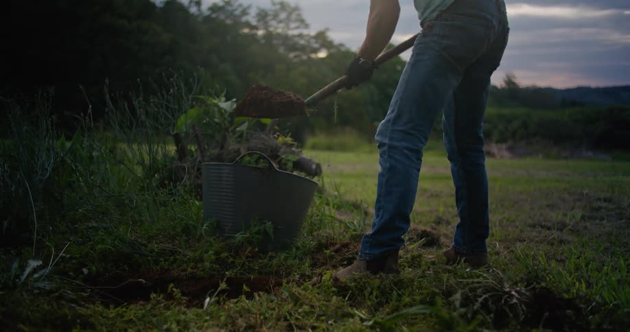 A man is digging a hole with a shovel in garden soil and putting dirt in a bucket