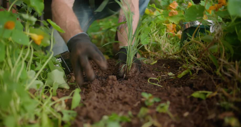 A man is planting something in his garden on a windy day