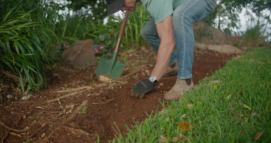 A man stops shoveling to remove something from the soil with his hands
