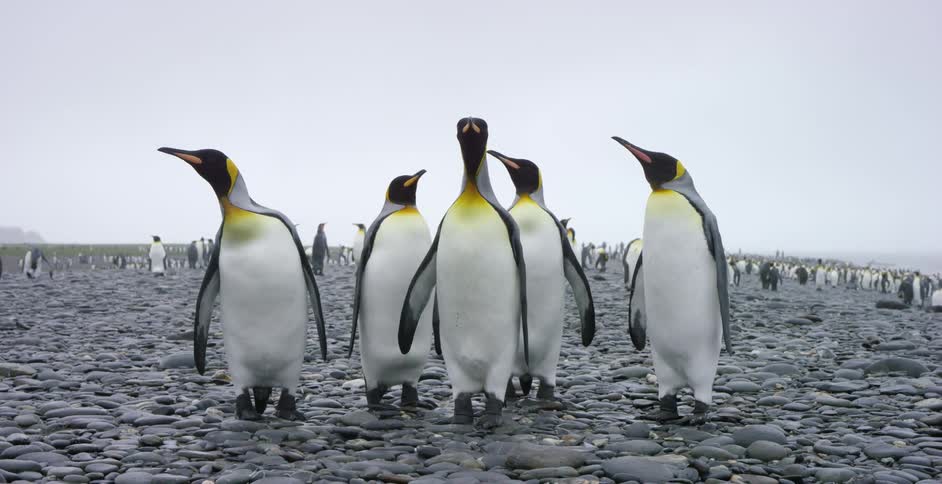 A group of penguins stand on a rocky area