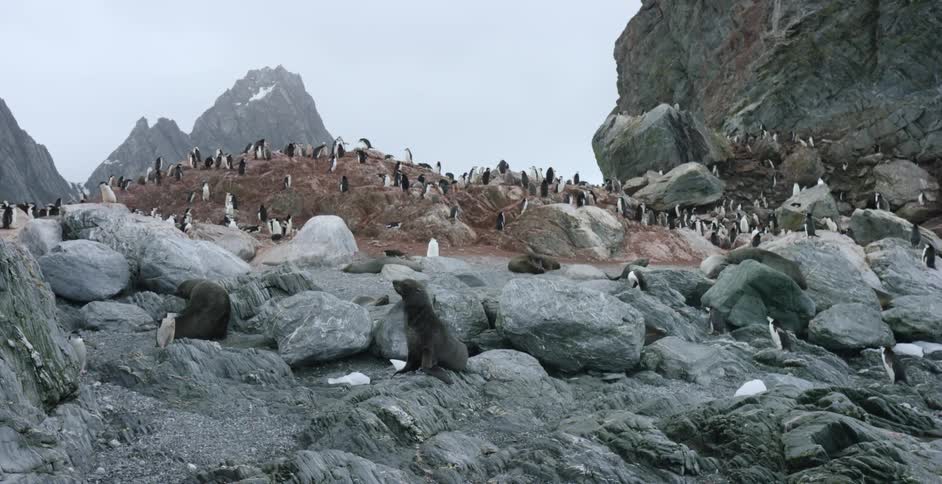 Seals sit on the rocks below the penguins at the top of the hill