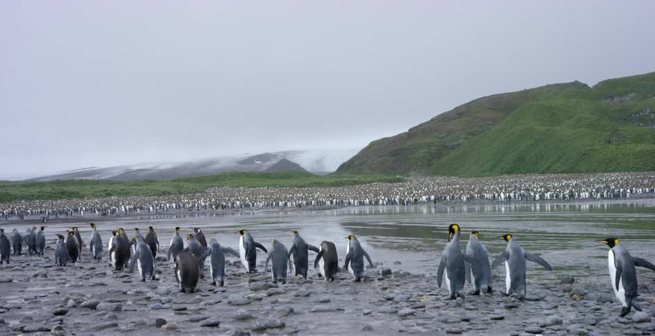 A huge flock of penguins surround water in a rocky area