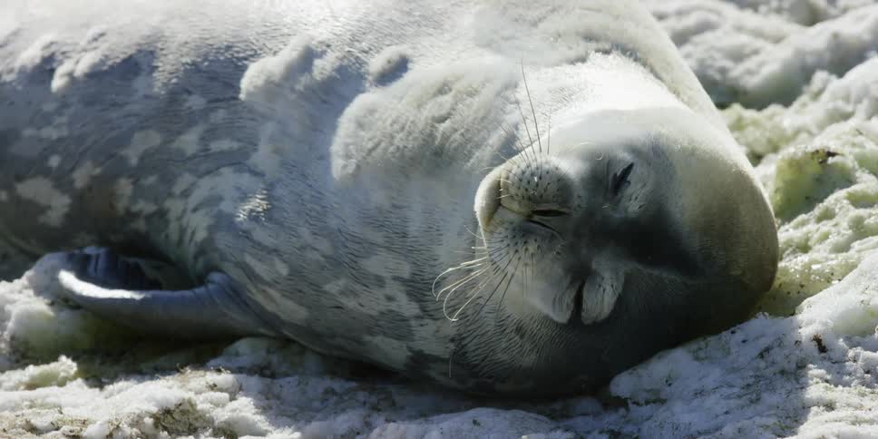 Antarctica