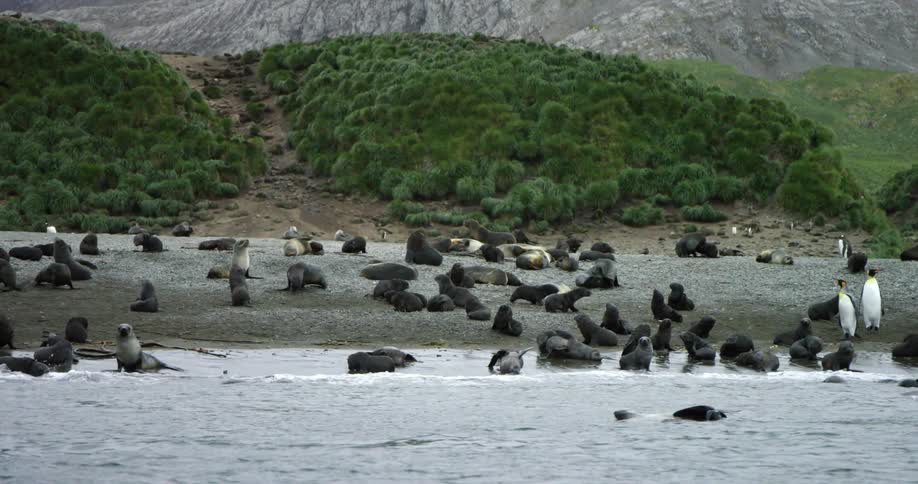 Seals swim around and stand near the shore