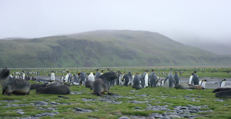 A large group of penguins are flocked on this field