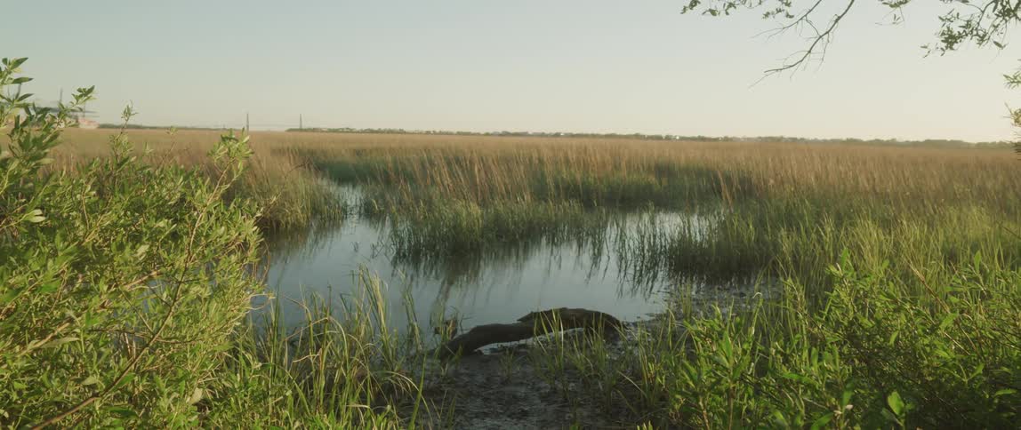 A landscape view of a swamp surrounded by tall grass