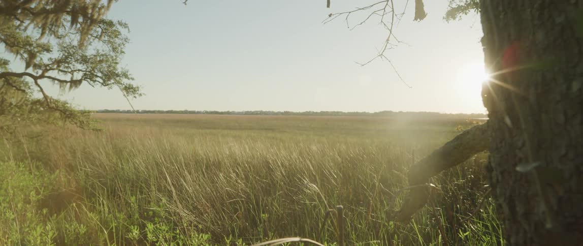Wind blows through tall marsh grass in a field