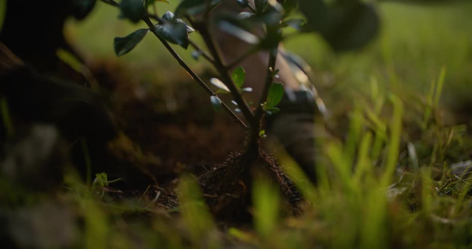 Young man planting a tree on the backyard at morning