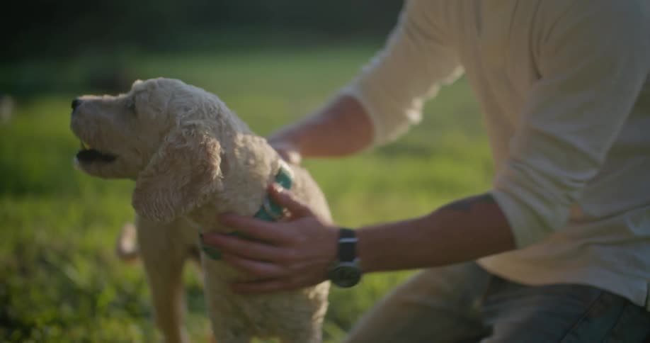 Man petting a white dog while crouching on the grass on a field at evening