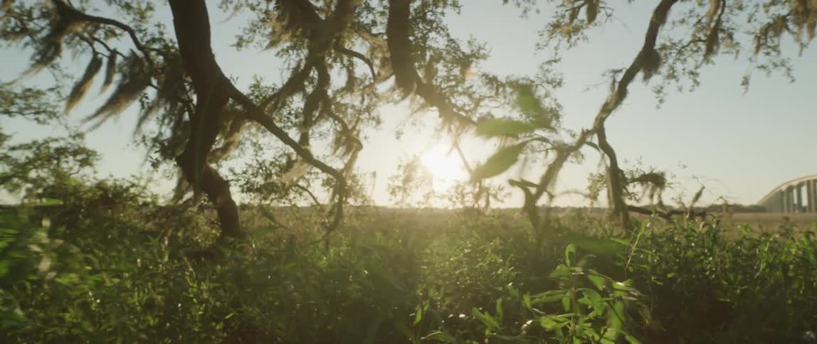A view of plants and trees outdoors