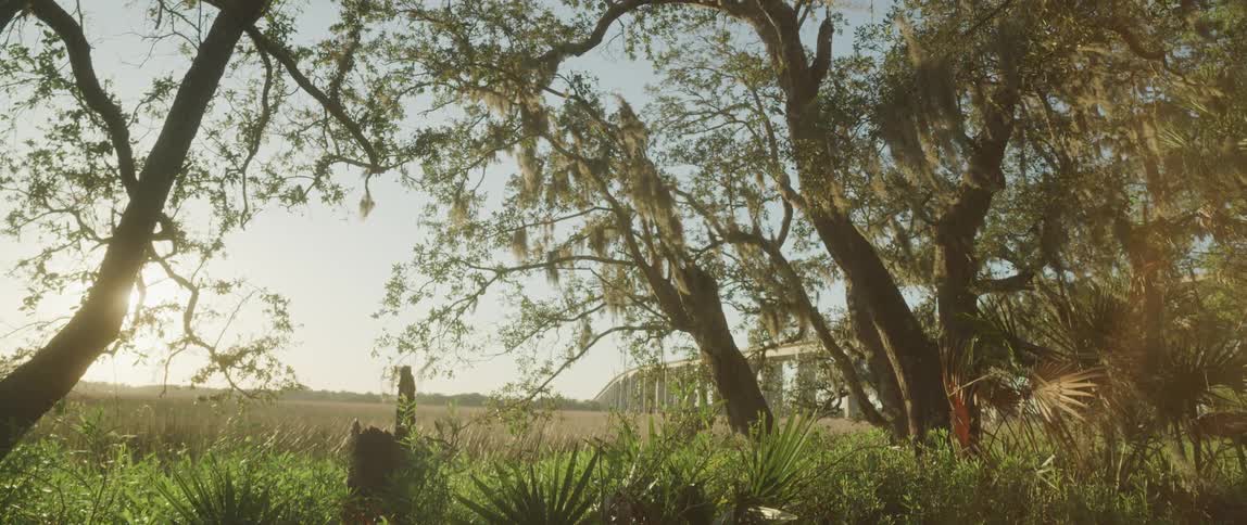 The sun is shining brightly across marsh and through trees as plants move in the breeze