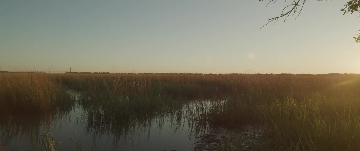 The sun is rising on the swamp land