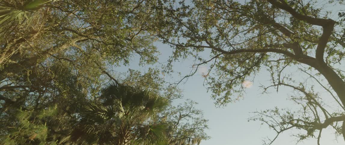 Trees with branches