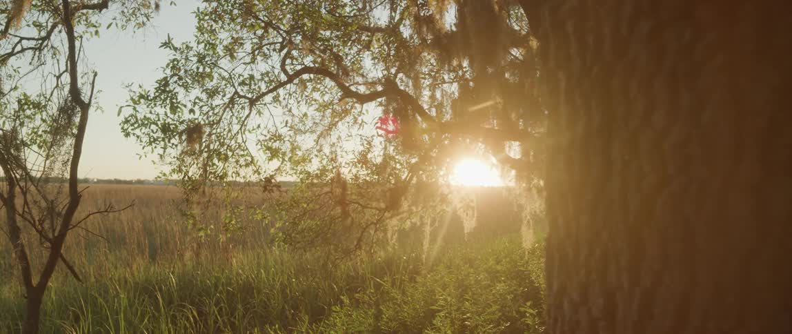 A large field of grass is revealed from behind a tree with the sun on the horizon in the distance