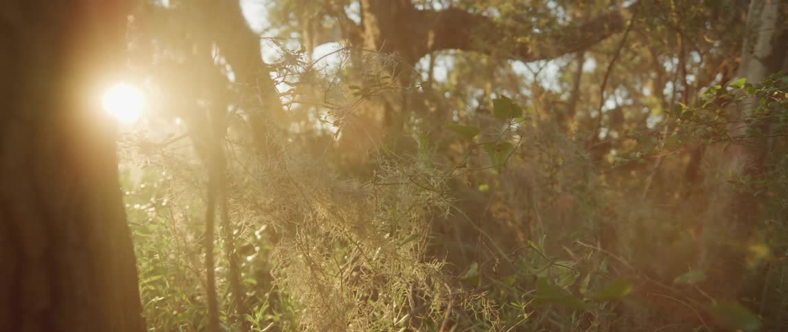 Sunset light filtering through the brances of a tree covered in moss