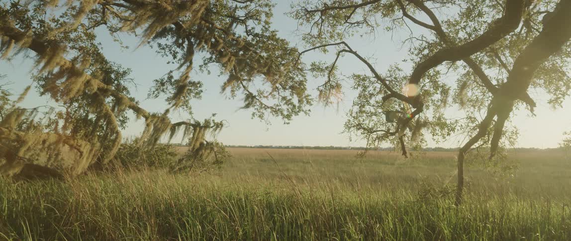 Tall grass moves with the wind in a large field