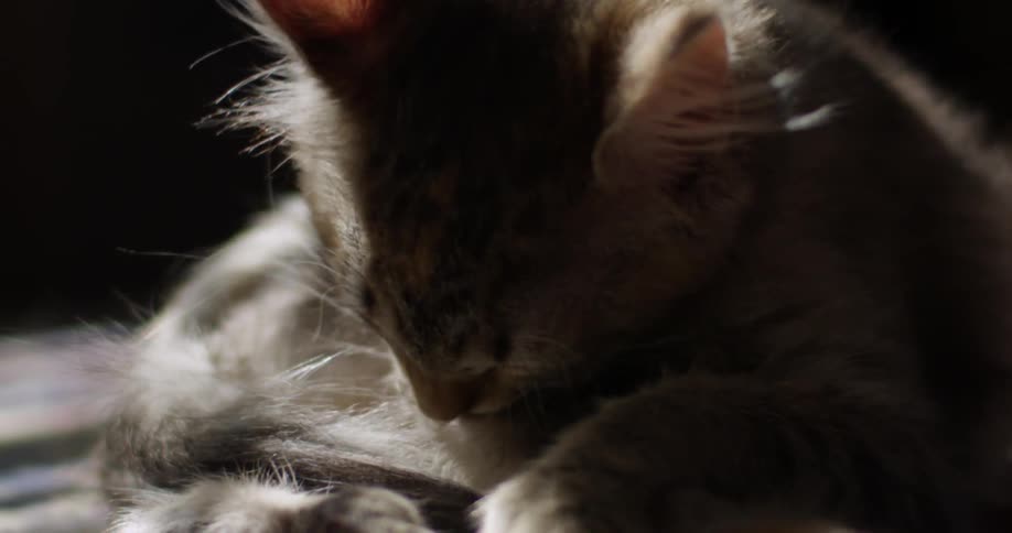 A kitten laying in the sun cleaning itself