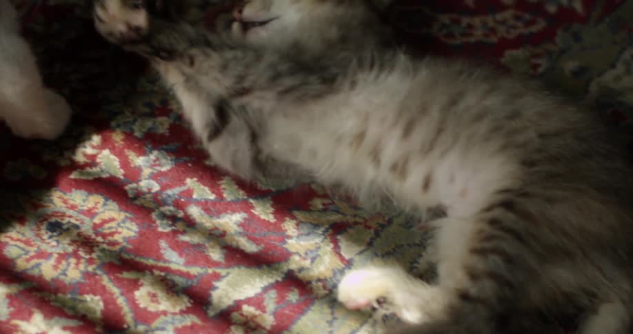 Two cats are playing and fighting