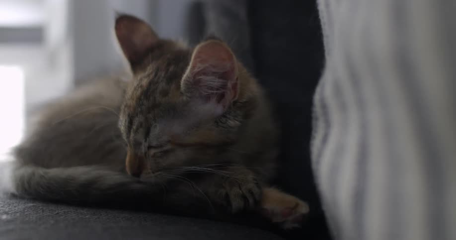 A cat is sleeping by a window