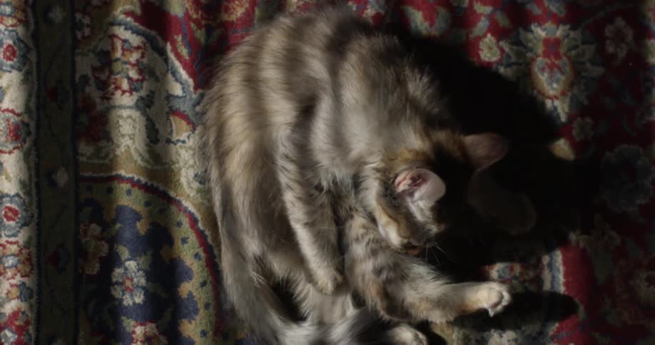 A cat is cleaning his fur