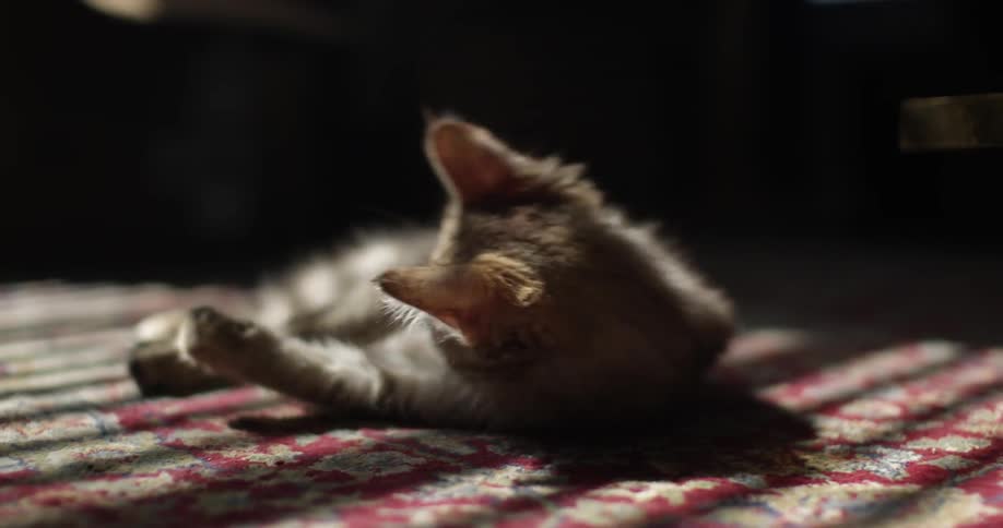 A kitten is licking his fur