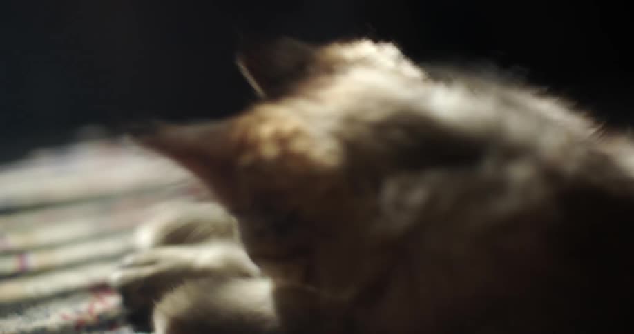 Kitten grooming itself and then playing with something